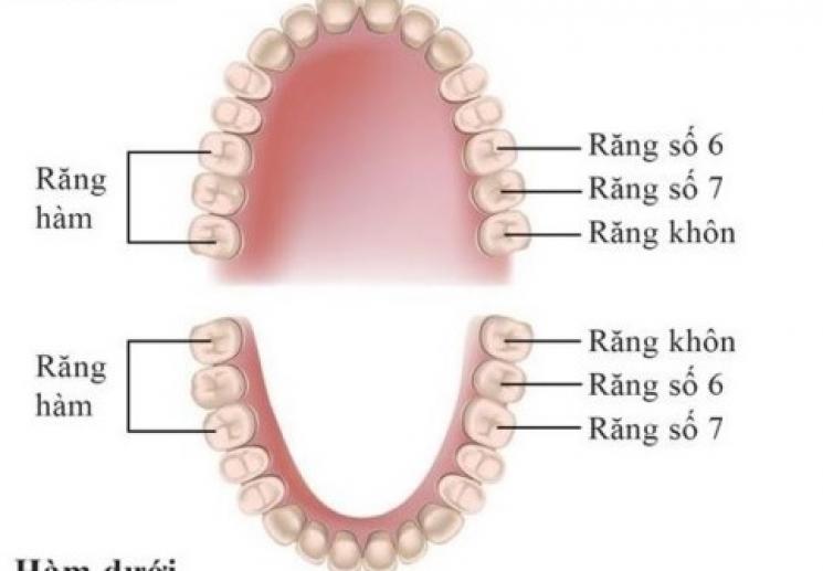 Vị trí của răng số 6 1